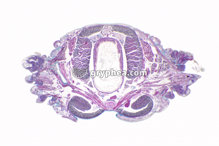 Néréis CT x7 - gryphea.com